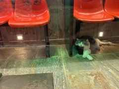 -猫咪博物馆(顶澳仔猫街店)