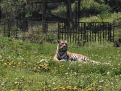 -沈阳森林动物园