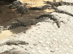 -石家庄市动物园