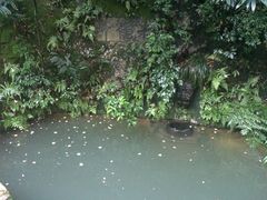 -十八棵（老龙井）御茶园(老龙井店)