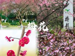 -三垟湿地
