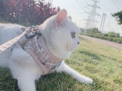 -lincat·猫舍(广州店)