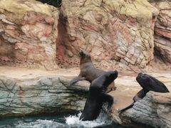 -珠海长隆海洋王国