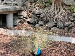 -瑞丽独树成林风景区