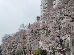 -成都市活水公园