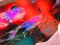 -瑞德姆美人鱼海底演艺主题餐厅(亚龙湾店)