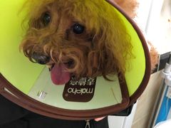 -安安宠医·安宠宠物医院