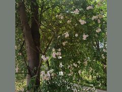 -鹅湖玫瑰文化园