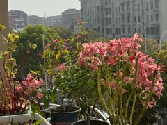 -龙大花卉苗木市场