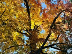 -墨尔本皇家植物园