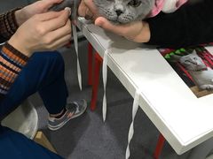 -伟伟宠物医院·CT影像中心·瑞派犬猫综合性门诊(汉口总院)