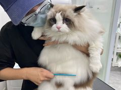 -爱洗澡的猫(天河路店)