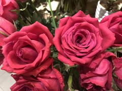 -双季花艺园艺市场(浦东店)