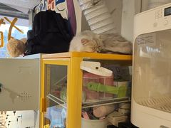 -平行世界·猫咖(首经贸店)