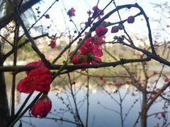 -重庆彩云湖湿地公园