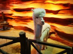 -酷嗒动物文化乐园(cutezoo西溪乐天城店)