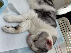 -瑞派长江宠物医院·猫科·外科·24小时夜护(谊城公寓分院)