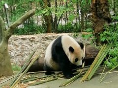 -都江堰中华大熊猫苑