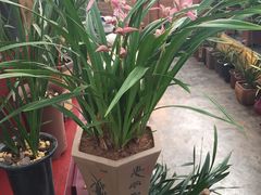 -秦美花卉(天朗·莱茵小城2期店)