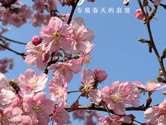 -上海辰山植物园