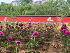 -洛阳市隋唐城遗址植物园