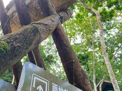 -海南槟榔谷黎苗文化旅游区