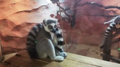 -Zoolung Zoolung动物主题公园(海信广场店)