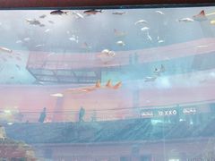 -迪拜水族馆及水下动物园