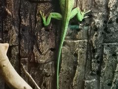 -zoonana室内动物园(东方福来德店)