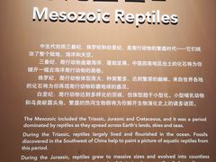 -上海自然博物馆