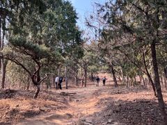 -北京西山国家森林公园