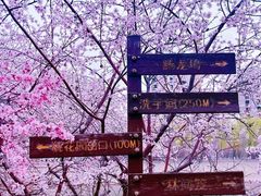 -桃花堤公园