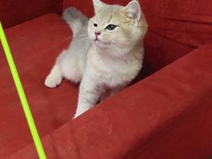 -东方名猫馆·英短金渐层布偶猫舍(环线广场1号楼店)