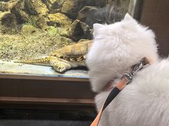 -帕帕拉兹宠物(亚洲旗舰店)