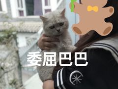 -喵屿·大理花园猫咖