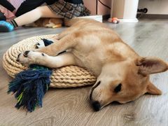 -浣熊柯尔鸭土拨鼠·电玩咖