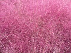 -羊亭河湿地公园