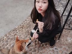-柴犬高等学院·狗咖·柴犬售卖·宠物训练