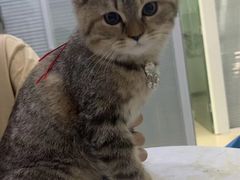 -福懋动物医院·犬猫全科·外科·重症科(杏林分院)