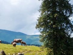 -新疆那拉提国家旅游度假区