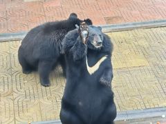 -西霞口神雕山野生动物世界