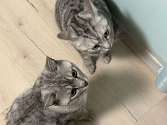 -中农国际动物医院24小时·猫科·骨科·急重症中心