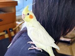 -吉丁鸟咖·异宠·寄养