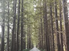 -金岛生态园烧烤露营地
