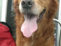 -暖阳宠物医院·犬猫康复中心·骨科