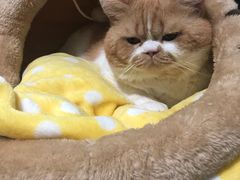 -乐派堂宠物医院·猫友好· 心脏科(东街店)