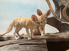 -北京野生动物园