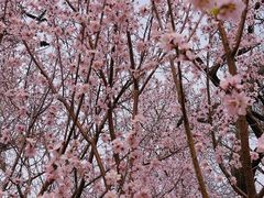 -桃花堤公园