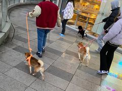 -南京Hallo宠物乐园·哈罗犬舍·柴犬繁育基地