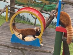 -西霞口神雕山野生动物世界